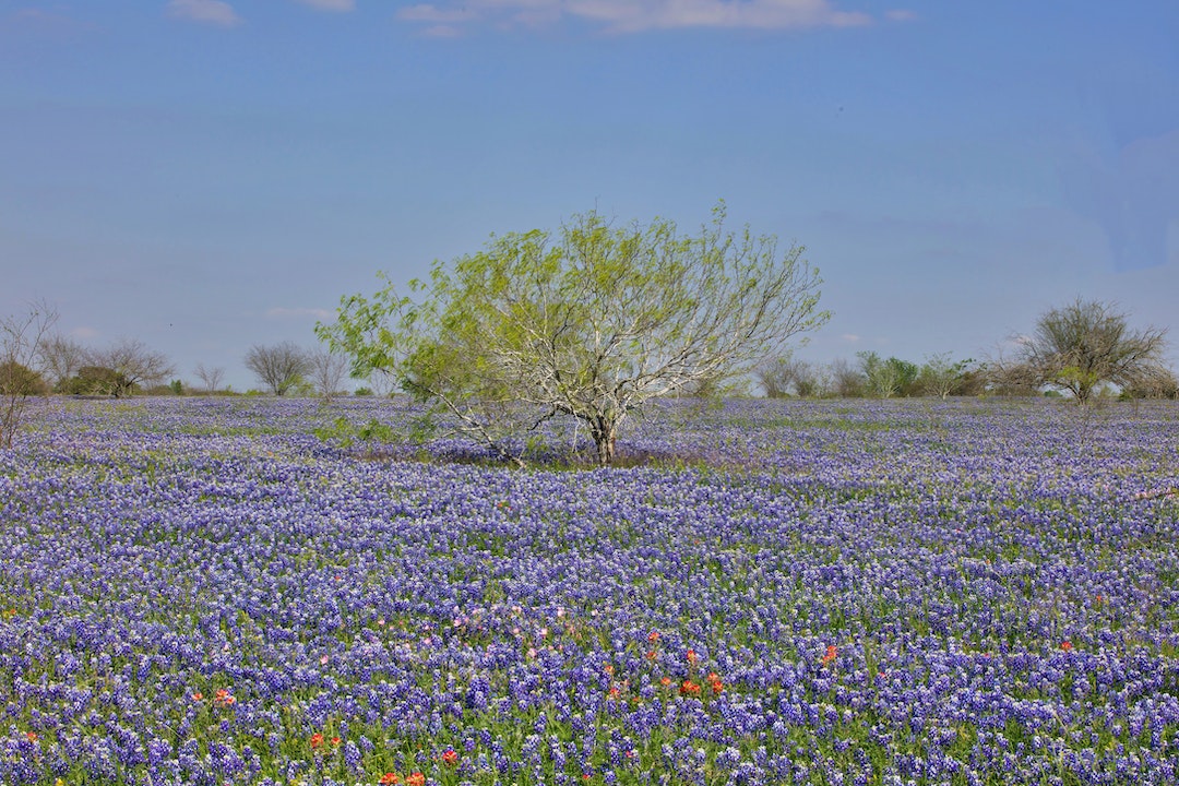 Free stock photo of abundance, agriculture, bluebonnets